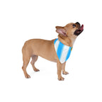 Argentina Soccer Pet Bandana – Argentine Flag Football Scarf for Dogs & Cats